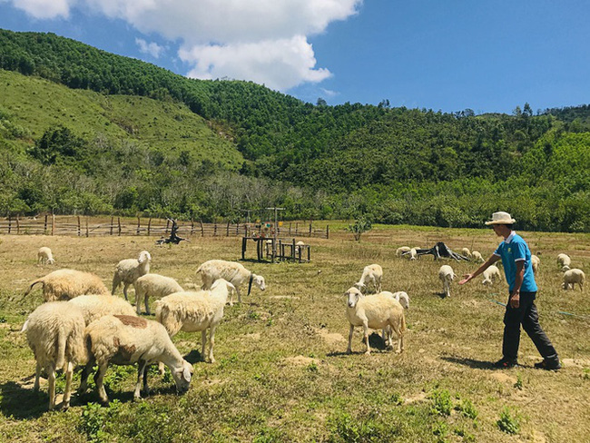 Cừu được chăn nuôi tại một trang trại ở xã Ninh Thượng (thị xã Ninh Hòa, Khánh Hòa).