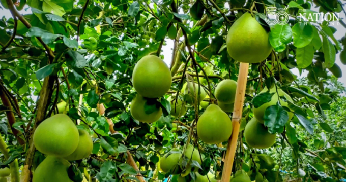 Thái Lan có hơn 30 giống bưởi, trong đó có nhiều giống đặc sản. Ảnh: The Nation