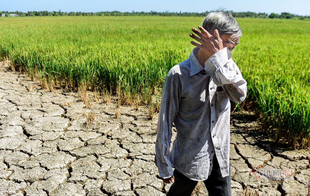 Nông dân miền Tây khóc ròng vì tình trạng hạn mặn gây hại cây trồng. Ảnh: Vietnamnet