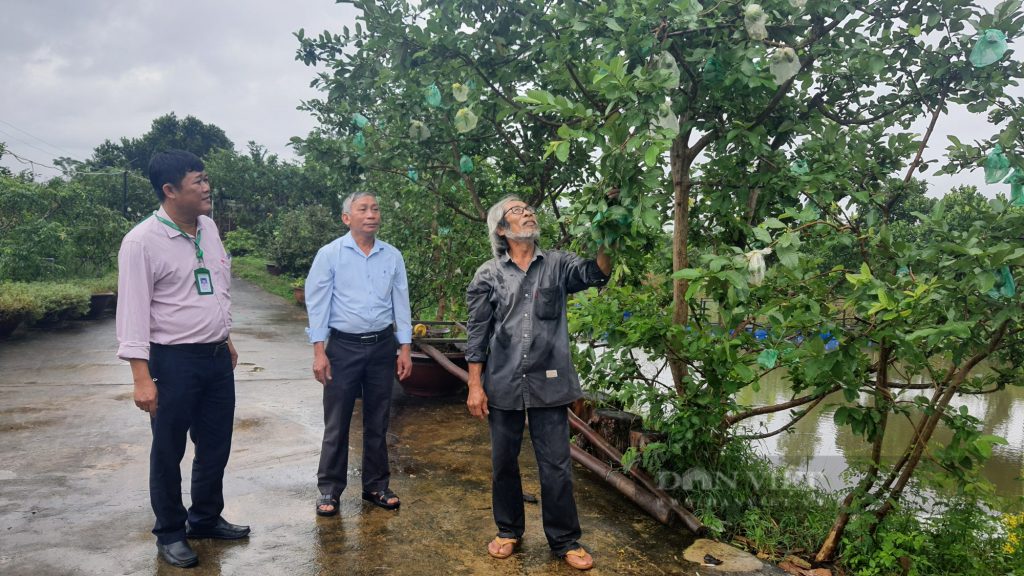 Mô hình kinh tế trang trại trồng cây ăn quả kết hợp với du lịch sinh thái trải nghiệm của ông Tám được nhiều nông dân đến tham quan, học hỏi. Ảnh: Trần Hậu. 