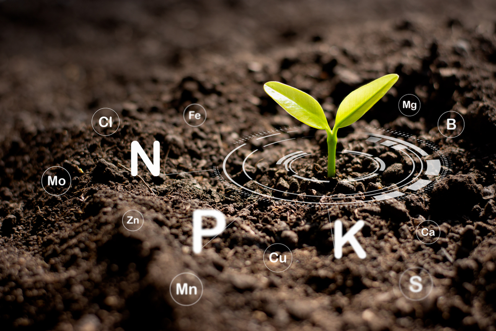 Chức năng của Phosphor trong cây trồng - Phân bón PUCKA