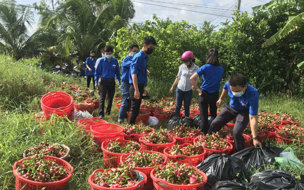 Tạm ngưng xuất khẩu mặt hàng trái cây tươi qua cửa khẩu Lạng Sơn. Nông dân long an lao đao với mặt hàng thanh long. Ảnh: Thiên Long