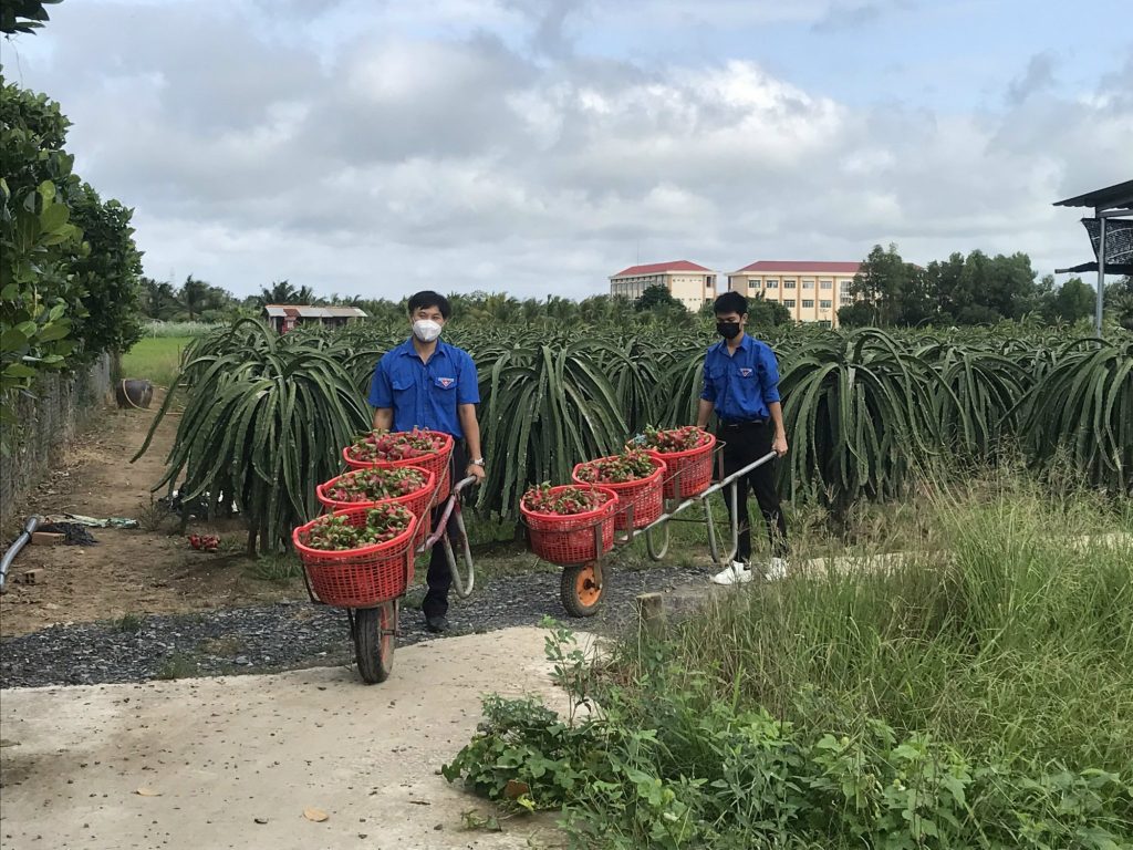 Đoàn thanh niên thuộc Tòa án Nhân dân tỉnh Long An thu hoạch thanh long giúp nông dân. Ảnh: Thiên Long