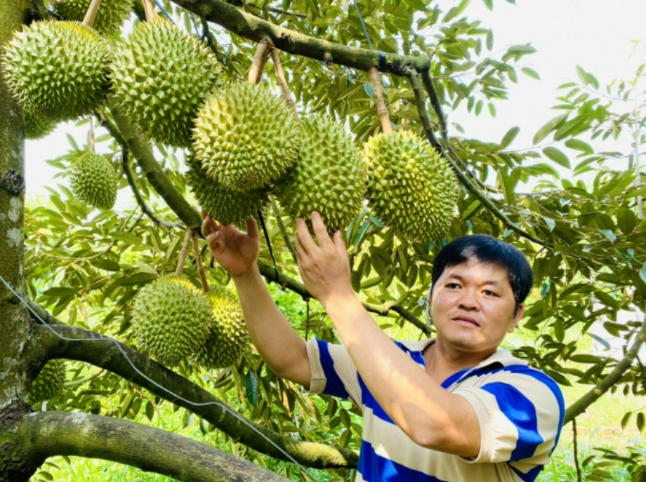 Thời điểm này, sầu riêng ở ĐBSCL đang rất có giá, nhưng tới đây sẽ tiềm ẩn những nguy cơ rớt giá khi các vùng sầu riêng ở miền Đông, Tây Nguyên cũng sẽ vào vụ. Ảnh: LHV.