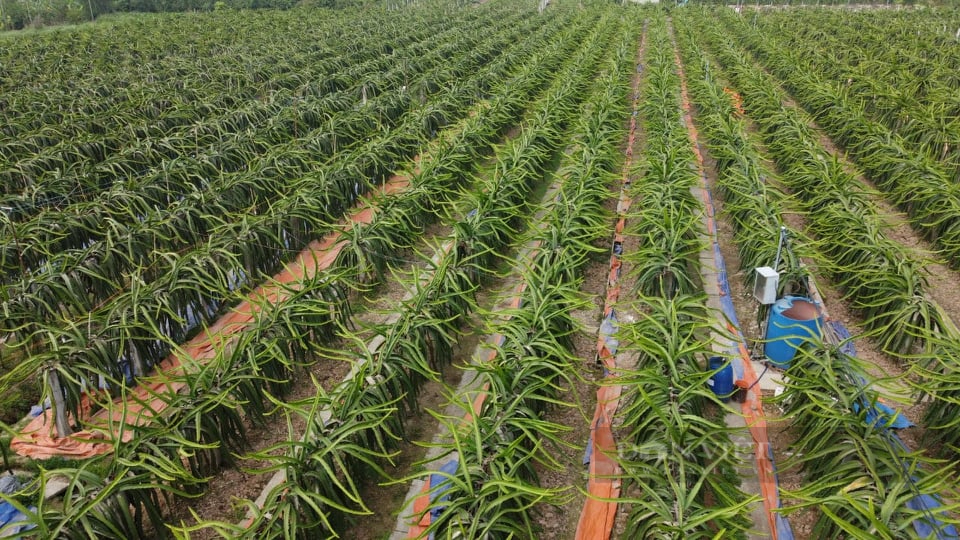 Cánh đồng bạt ngàn thanh long trồng theo ký thuật mới tại thôn Trực Trang, xã Bát Trang (huyện An Lão, TP Hải Phòng) - Ảnh: Thu Thủy