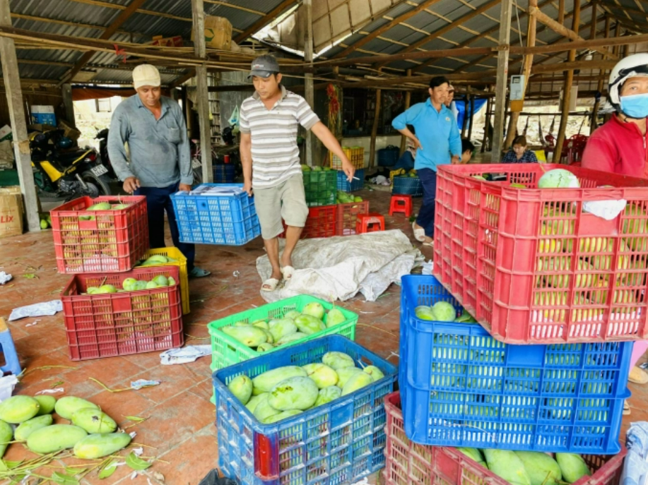 Hiện nay, xoài Đài Loan bà con chủ yếu chỉ tiêu thụ được nhỏ giọt ở các chợ lẻ, nhưng bán rất khó. Ảnh: LHV.