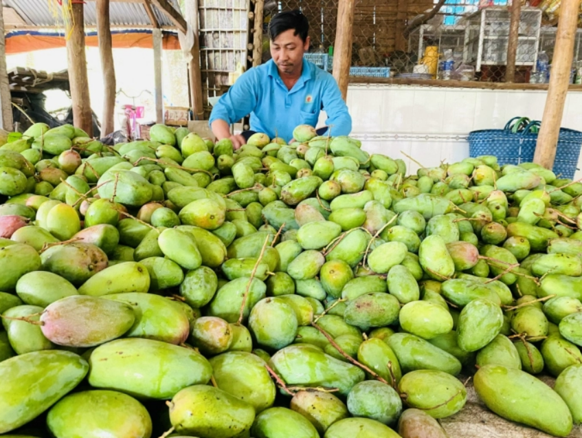 Xoài Đài Loan quả to đùng, nhưng giá tại vườn chỉ 500 - 1.000 đồng/kg, nhà vườn, thương lái chả buồn thu hoạch, mua bán. Ảnh: LHV.