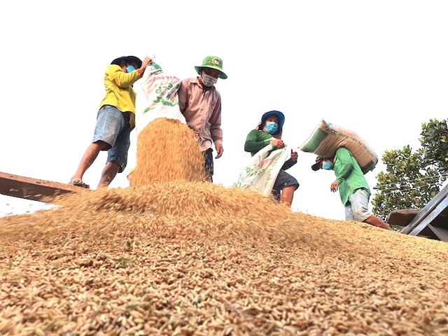 Giá phân tăng “ăn” mòn hết lợi nhuận của nông dân trồng lúa. Ảnh: Trung Chánh