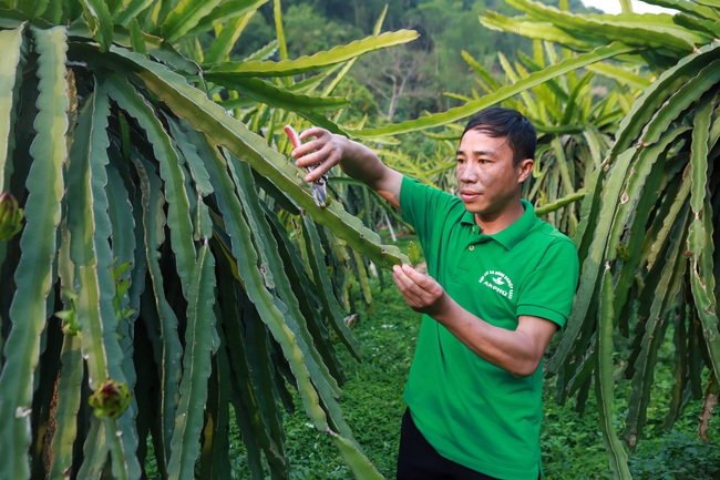 Anh Quàng Văn Trung cắt bỏ những mầm hoa thừa để cây tập trung nuôi trái chất lượng cao. Ảnh: Nguyễn Chương