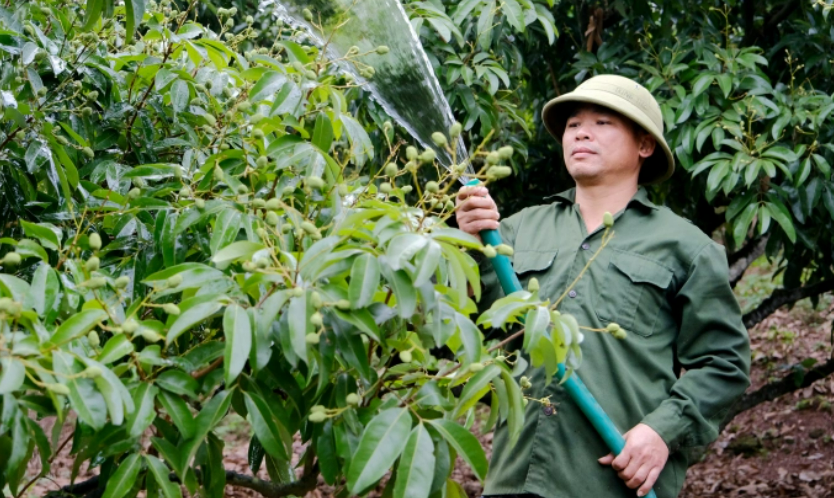 Cây vải được đánh giá là khó tính, cần nhiều công chăm sóc. Ảnh: Đức Minh.