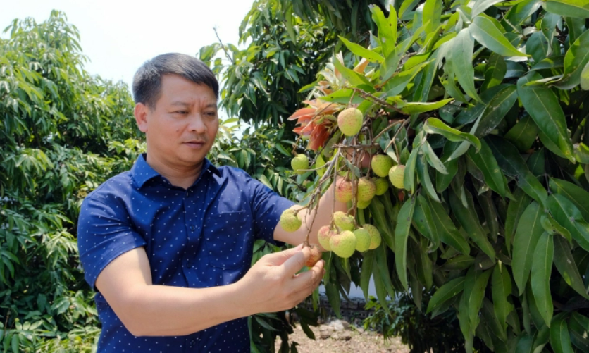 Hiện nay, trình độ thâm canh cây vải của nông dân Lục Ngạn đã ở mức rất cao. Ảnh: Đức Minh.