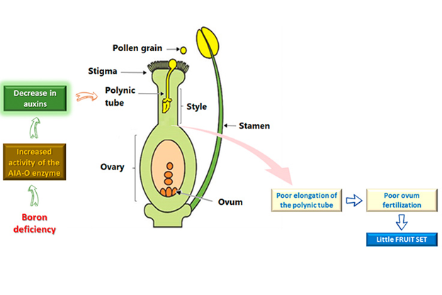 Hình ảnh này chưa có thuộc tính alt; tên tệp của nó là image-1.png